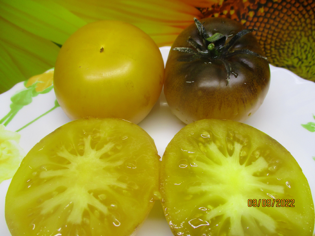 Томат Пурпурный восход. №457 в моем Каталоге. Оригинальное название Purple Sunrise.