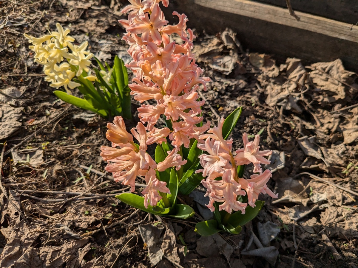 Эти гиацинты были у меня на выгонке в 2021 году