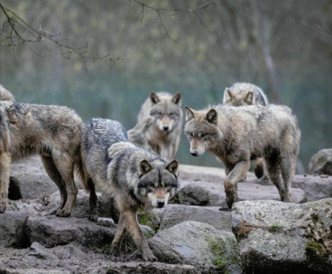 Волчья стая — единый организм, живущий по суровым законам тайги.