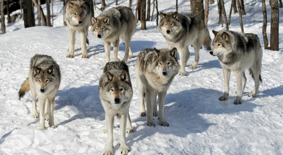 Волчий закон: что происходит, когда встречаются две стаи