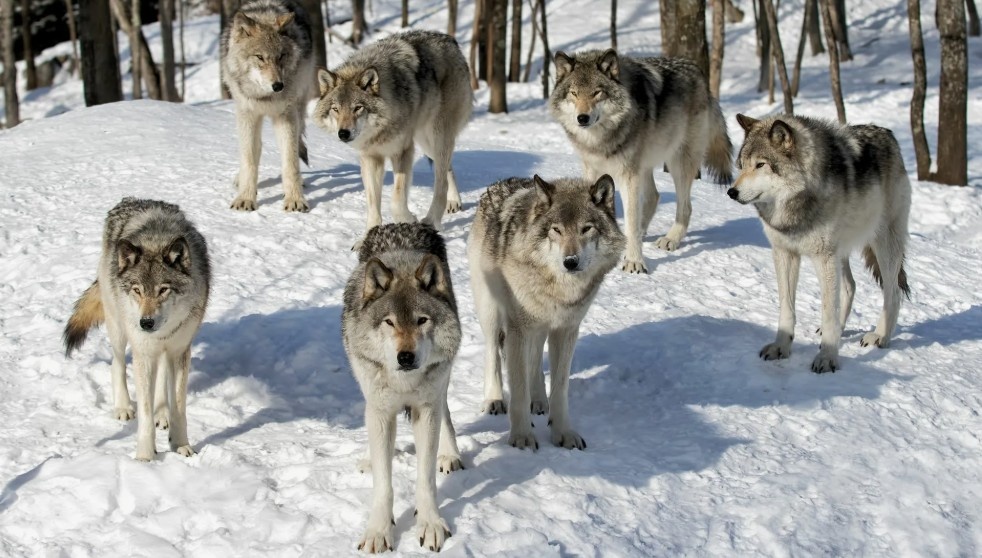 Фото: Волки в зимнем лесу. Морозный воздух, припорошенные снегом ели — и напряженная тишина перед бурей.