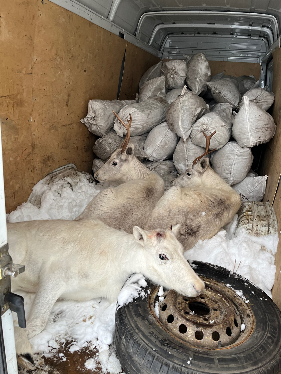 Олень Вася и Эльза с ее сестрой едут с севера.