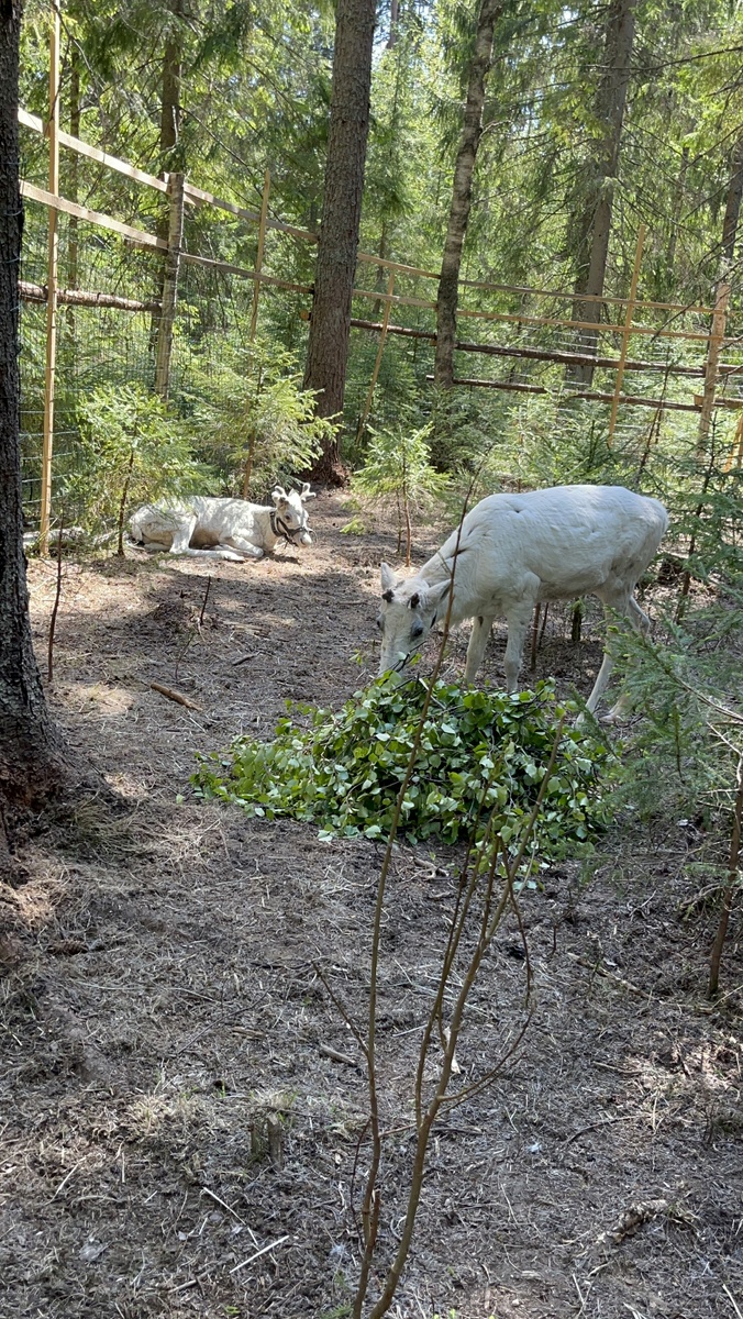 Эльза и Вася вместе кушают