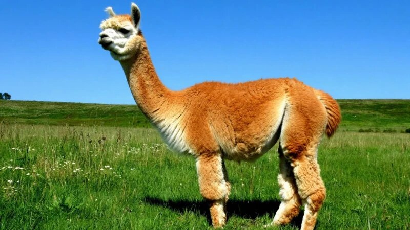     Альпака Шедеврум
