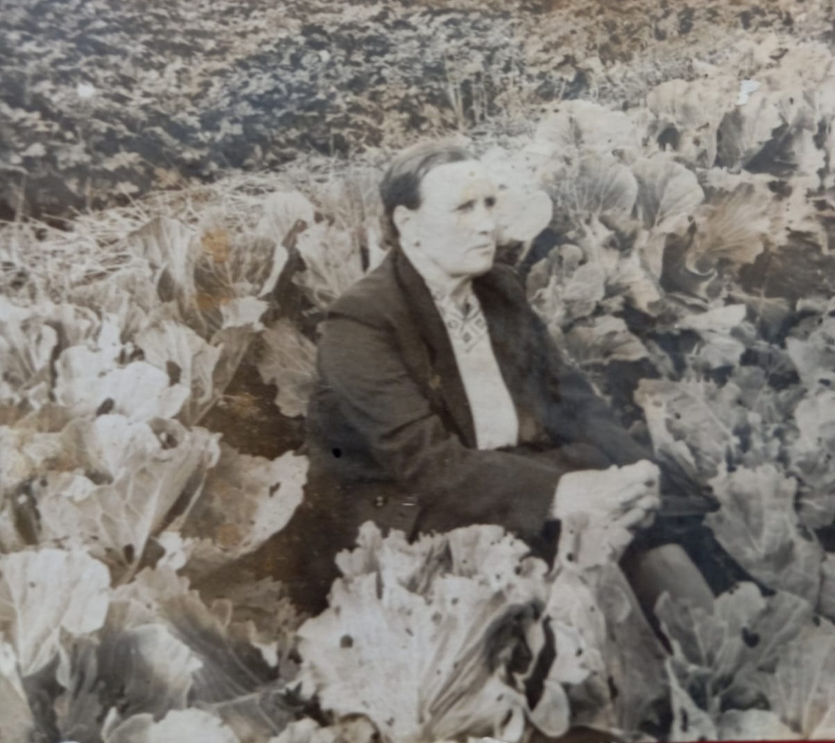 Дарья в капусте.