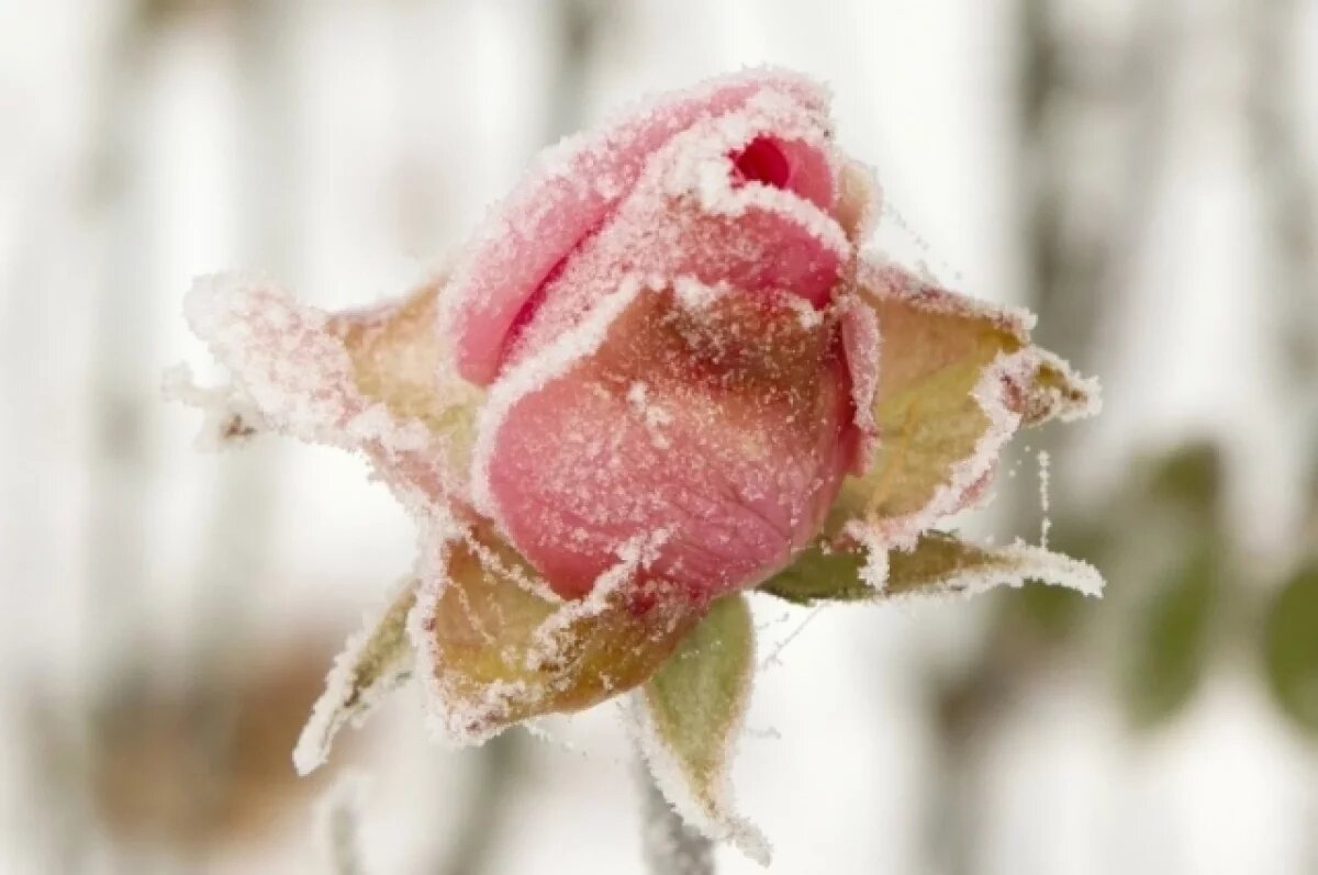    Агрономы рассказали, как сохранить розы с наступлением холодов