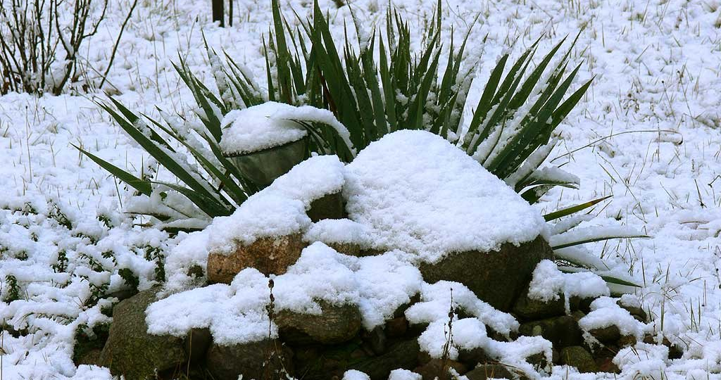 Юкка в зимнем саду. Экстренные меры перед наступлением холодов