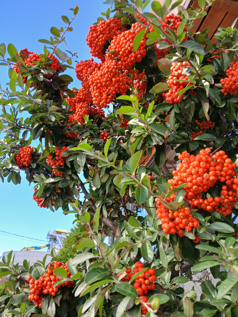 Пироканта в Анапе. Птицы очень рады урожаю.