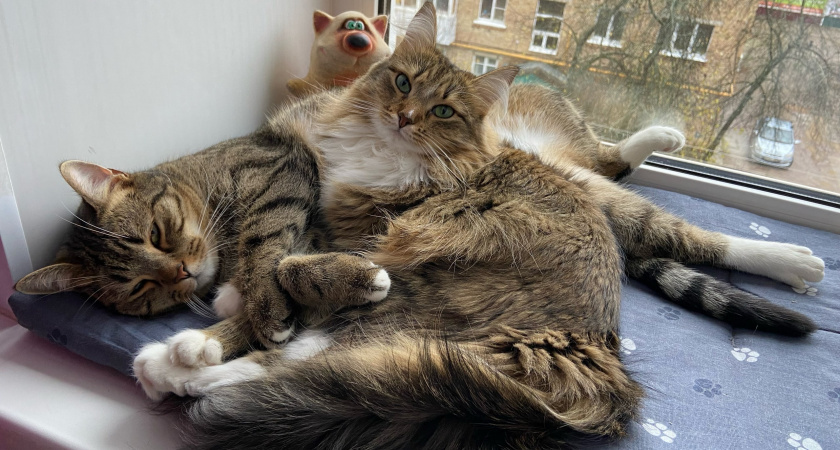    Как нельзя называть кошку: главные ошибки хозяев о которых они потом жалеют