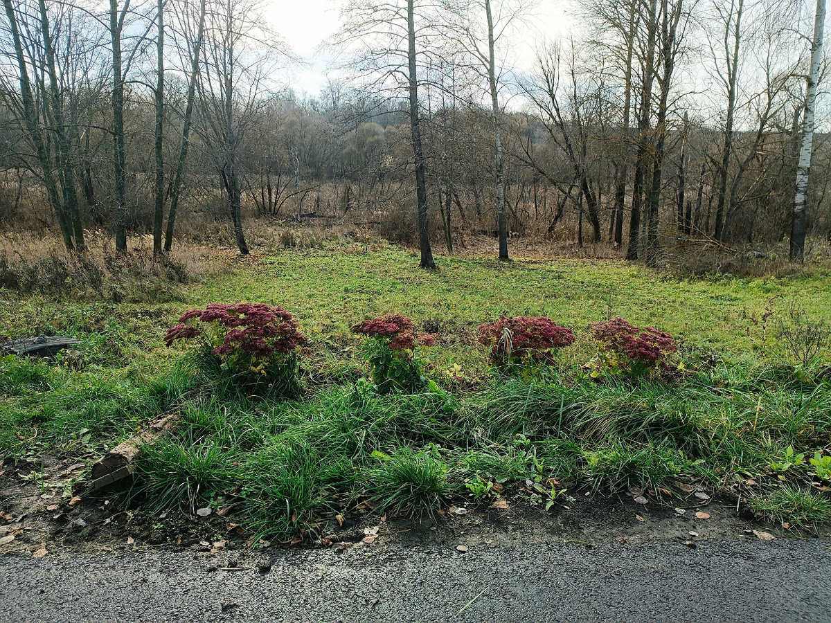 Вот тут и росла цинния. Фото 15.11.2025
