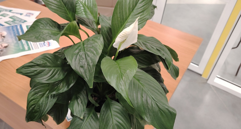    3 секрета, которые даже из безнадёжного спатифиллума помогут вырастить красавчика