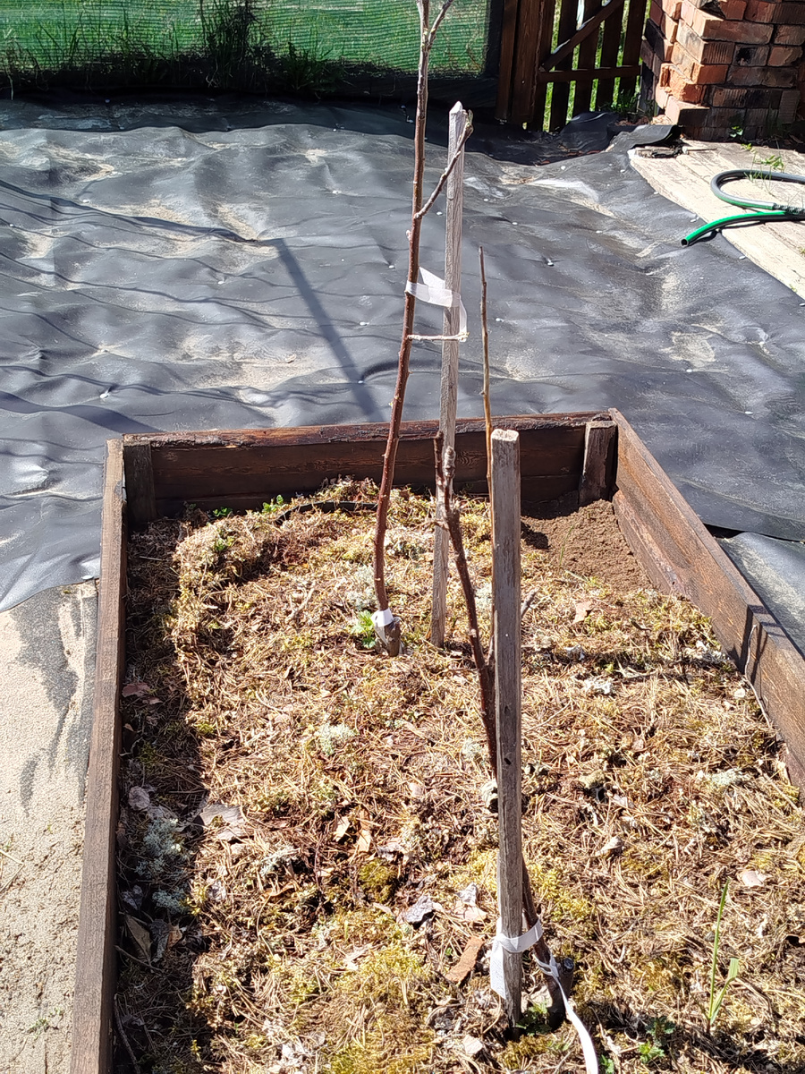 Мои безуходные колоновидные яблони после первой зимовки на севере.