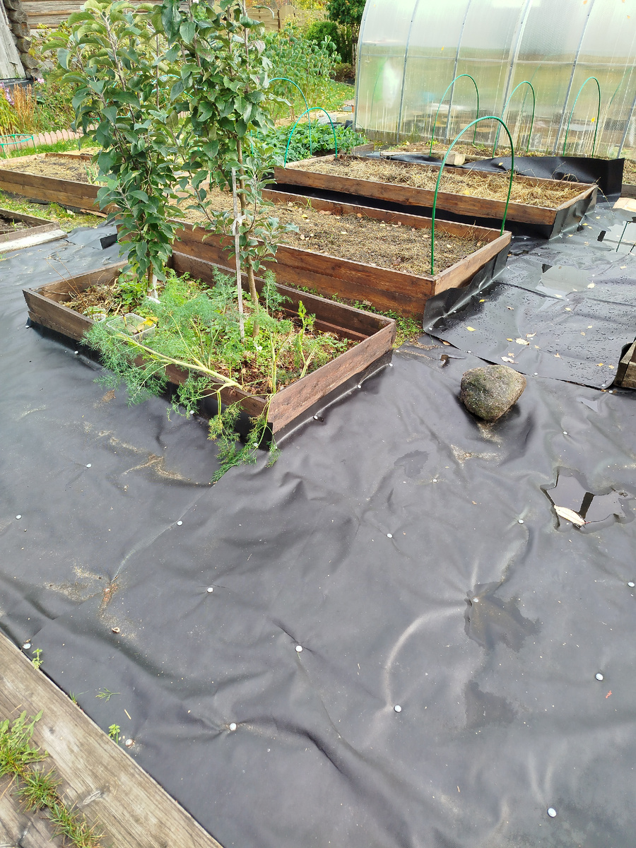 Почти сравнялись в размере.