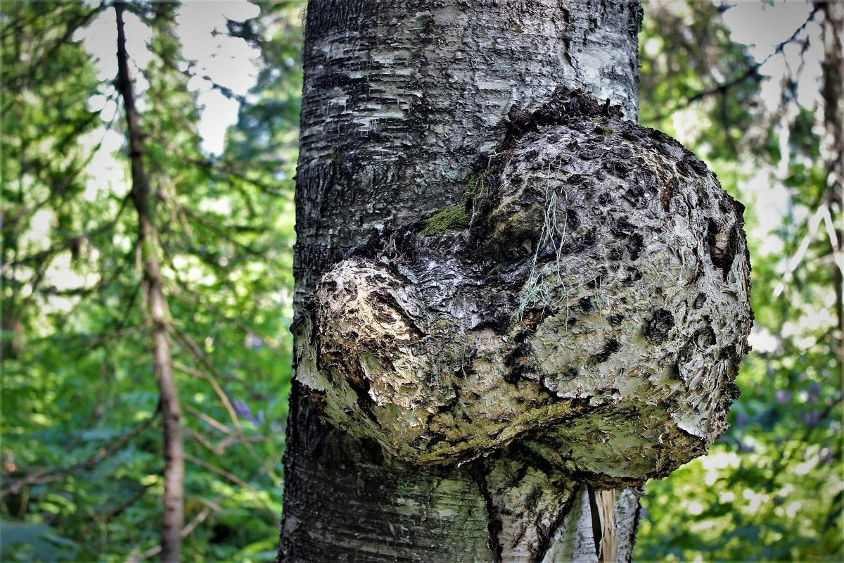 Это самый настоящий кап на березе