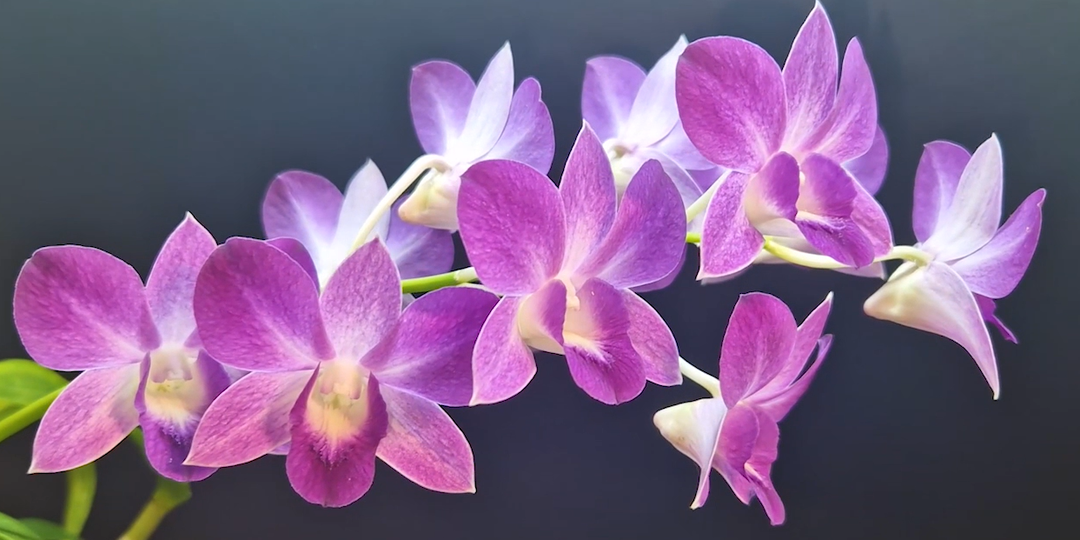 Орхидея Дендробиум Sa-Nook.