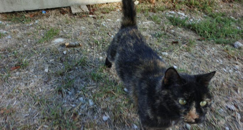    Ласковые, редко болеют и живут почти до 25 лет - 7 пород кошек-долгожителей