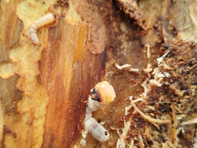     Фото: Россельхознадзор Свердловской области