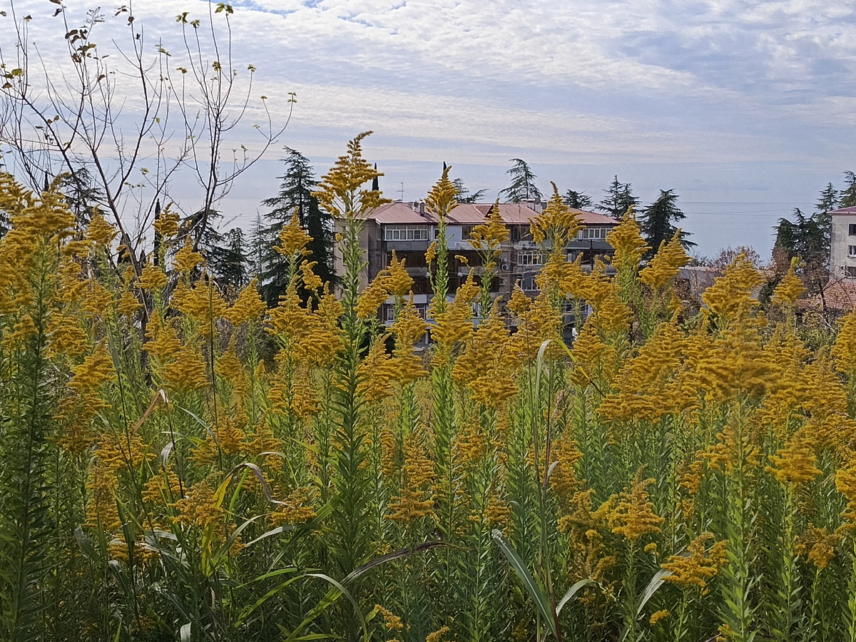 Когда мы шли по извилистой дороге к КП, то проходили поляны с такими цветами.