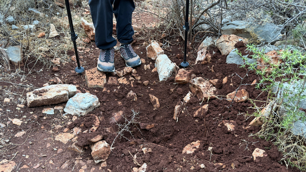 Следы кабанов