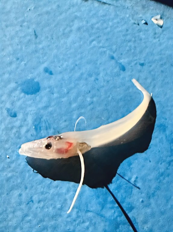 Фото той самой голомянки из пасти омуля.