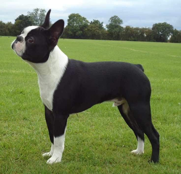 Бостон-терьер (Яндекс картинки)