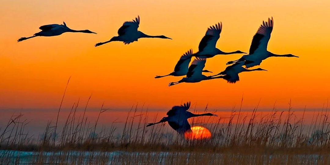 Зачем птицы возвращаются с юга: если потом опять улетать