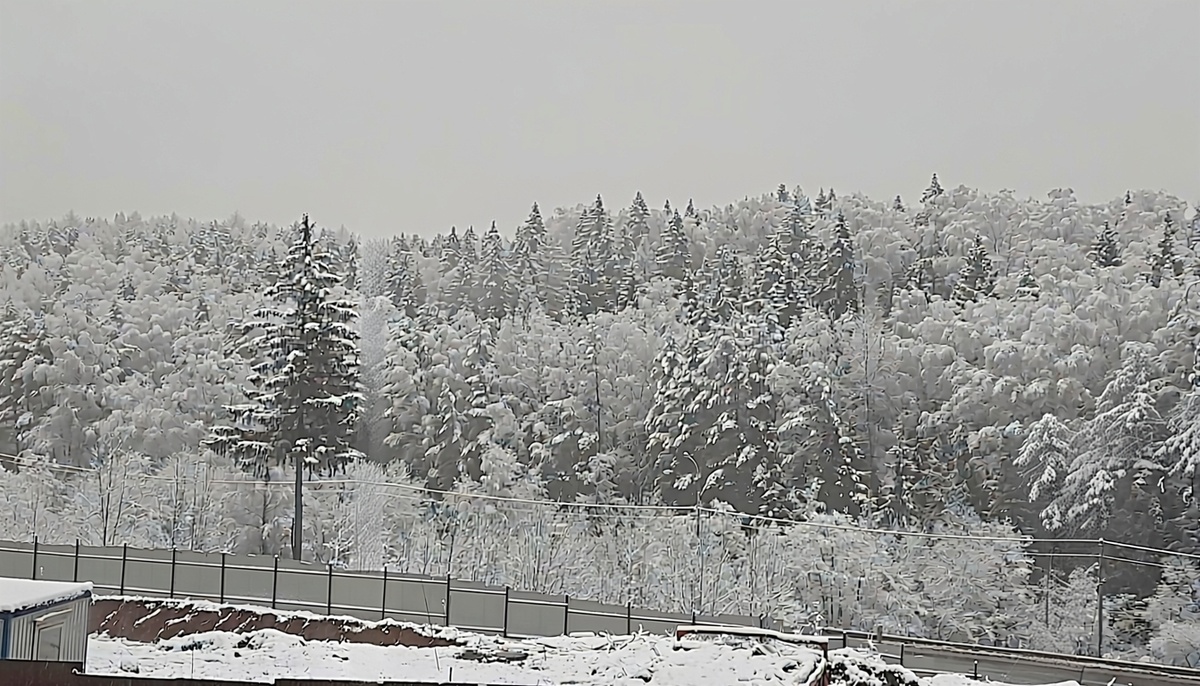 Снежный сходненский лес