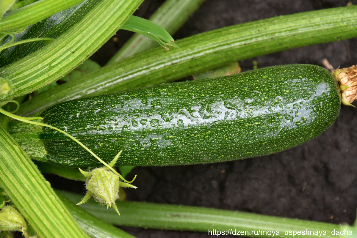 Листайте галерею >>>