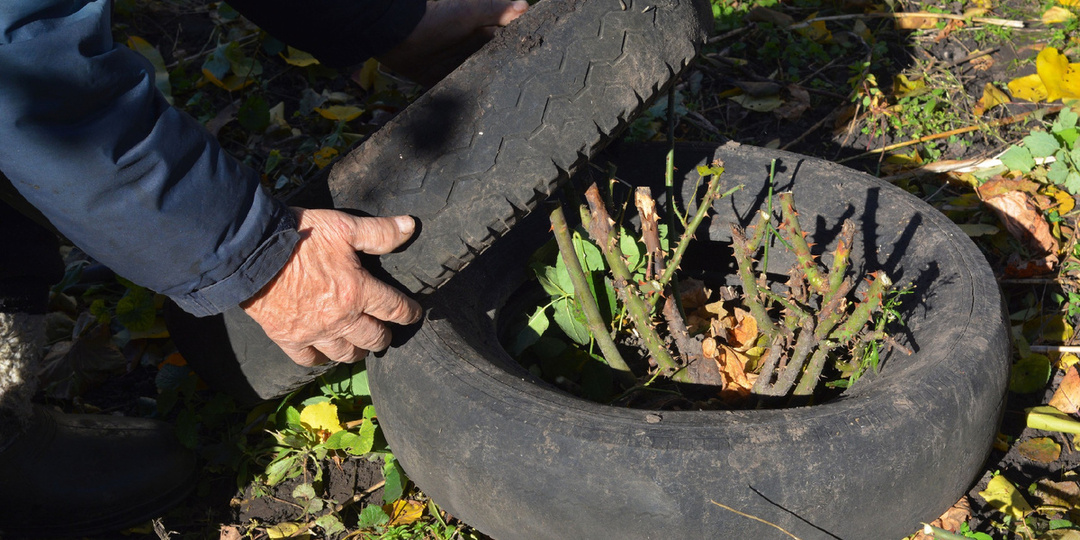 Розы хорошо перезимуют и будут пышно цвести, если мы не совершим эти ошибки. Рассказываю о своём опыте