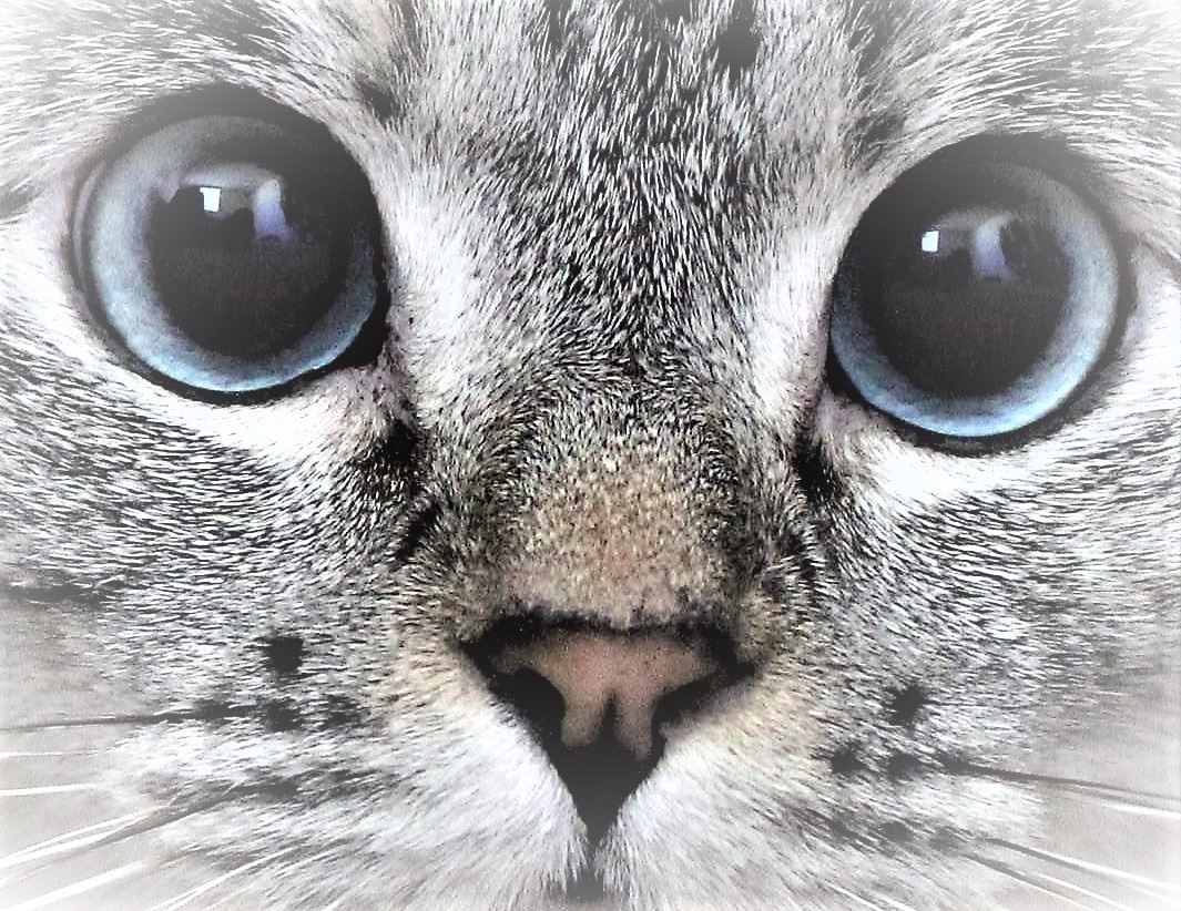 фото из коллекции Яндек-картинки