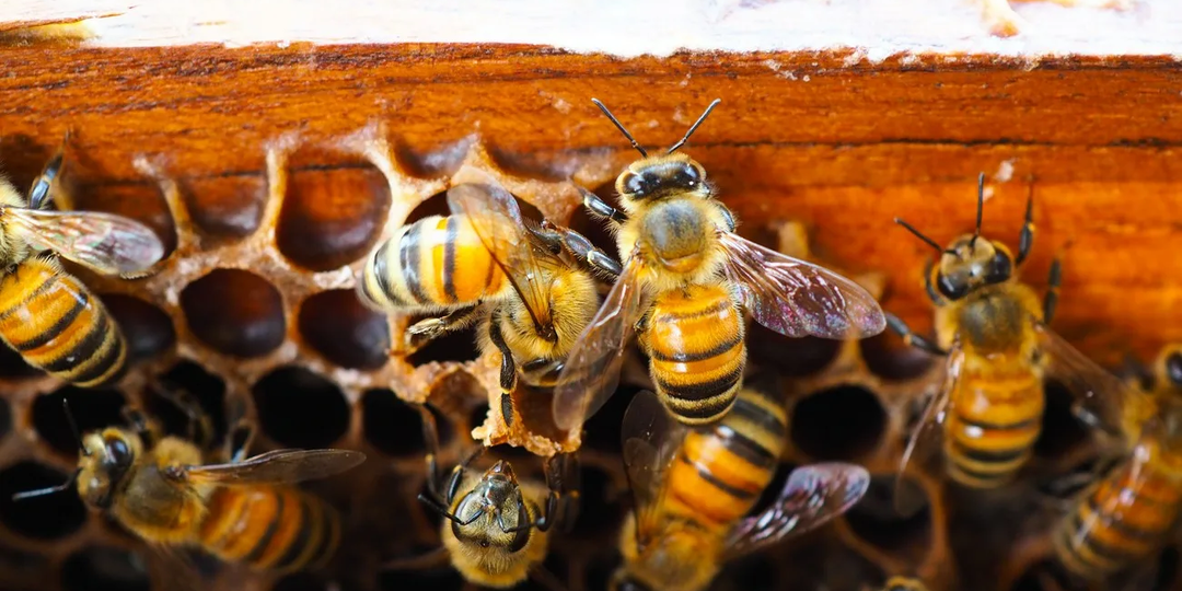 Готовим пчел к зимовке