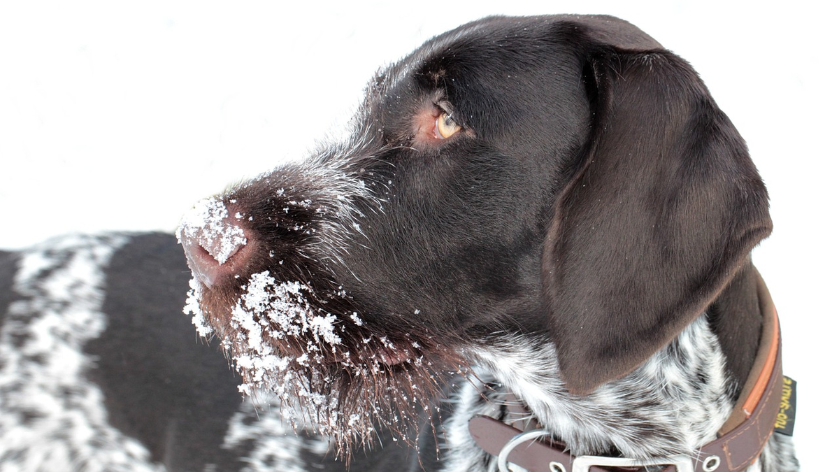 Изображение Anja с сайта Pixabay