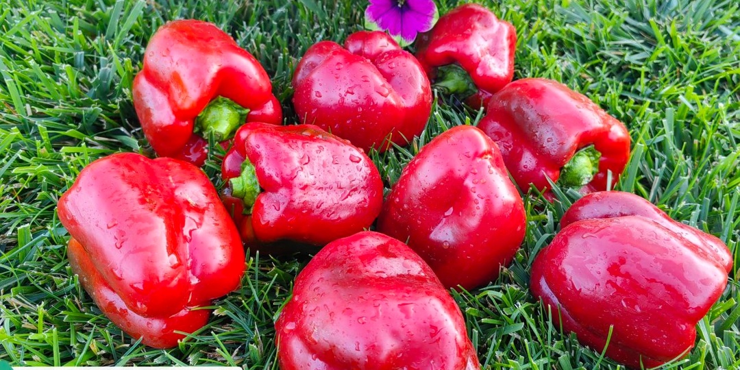 Обзор сладких перцев: Павловский, Большая Берта, Фон Барон оранжевый, Минусинский и другие.