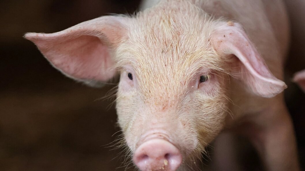    Belkin Alexey /Globallookpress