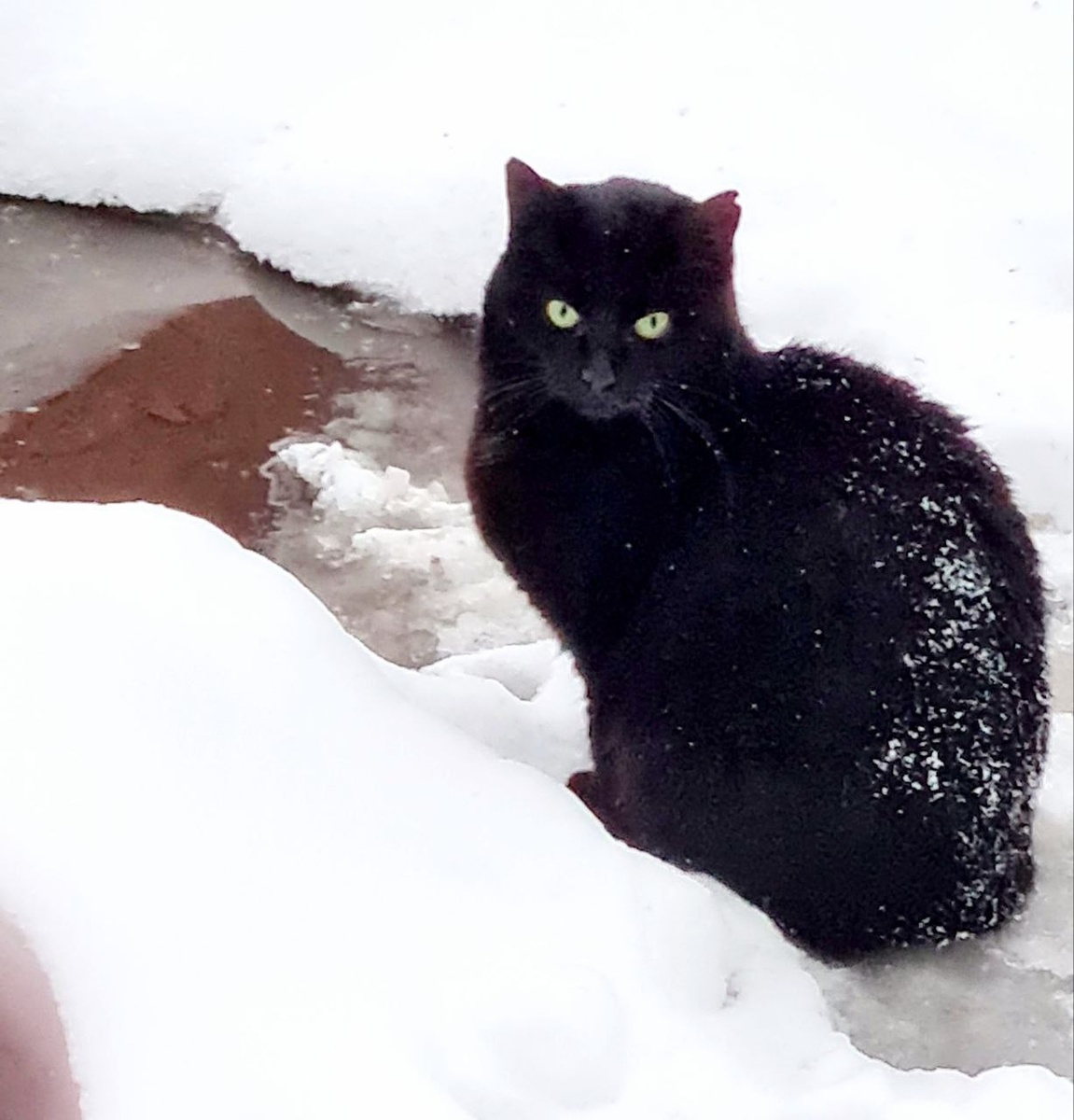 Важно помнить, что черные коты, как и все другие животные, заслуживают любви и заботы