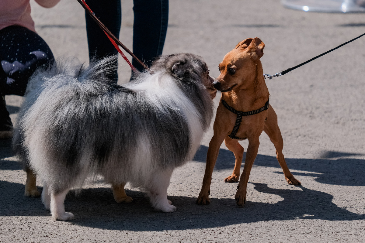 © Фото: ИД «Волгоградская правда» / Сергей Каширский / архив.