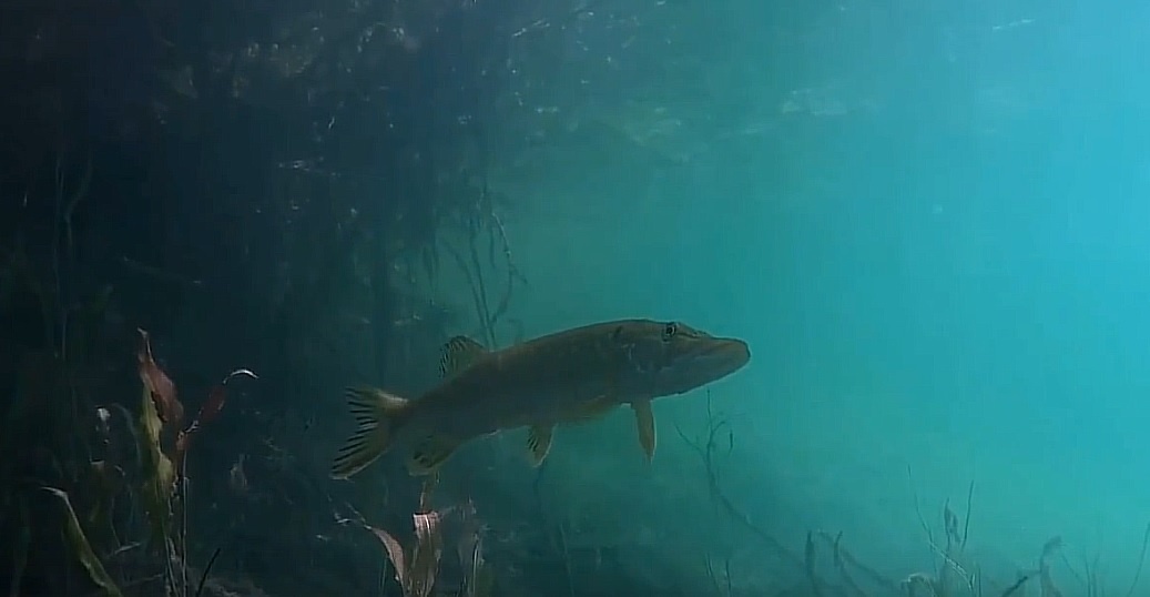    Озеро славится своей кристально чистой бирюзовой водой