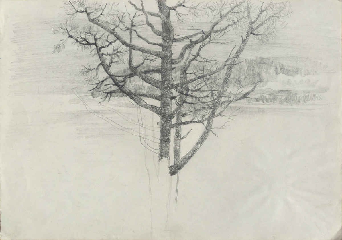 Преснякова Л. Д. Байкал. Сосна. 1991г., бум., гр. кар., 22,5х32