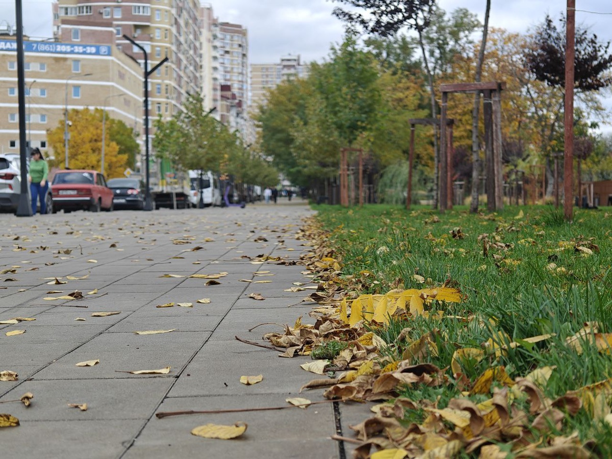    Фото: Юрий Серебренников/BFM Кубань