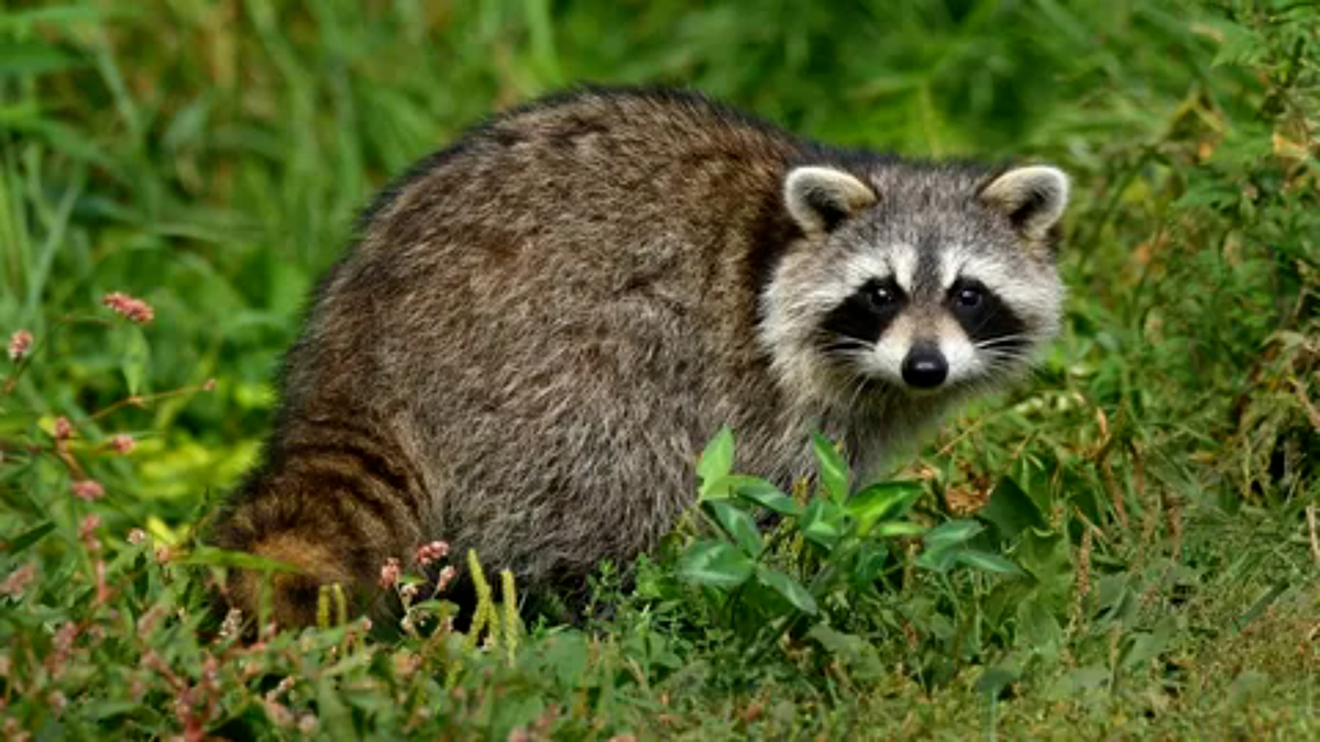 Енот - один из самых умных и адаптивных хищников Северной Америки