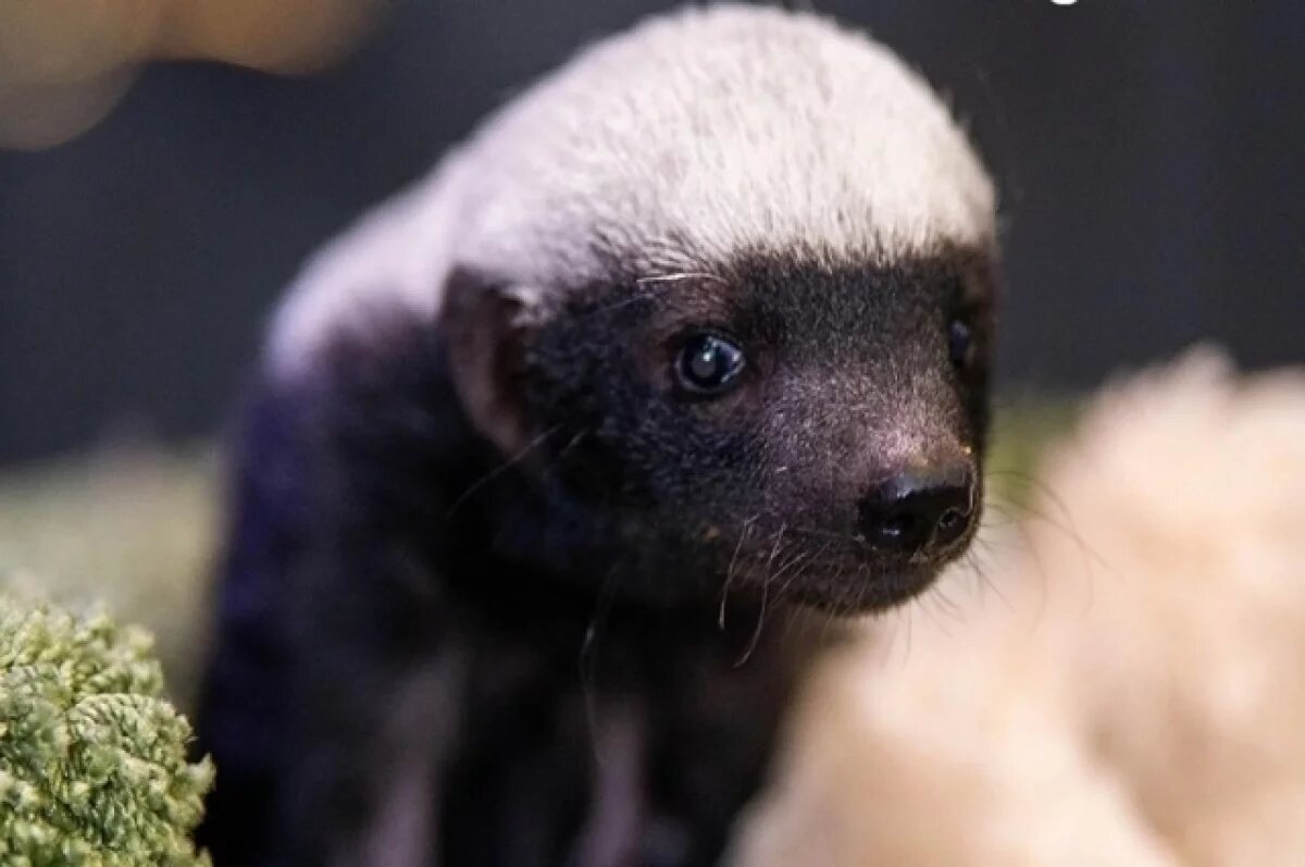    В Новосибирском зоопарке детёныш медоеда переехал в новый дом