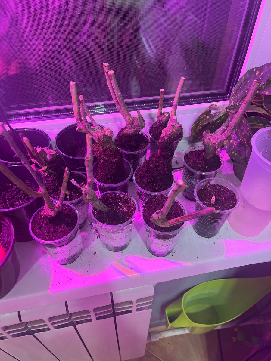 Вот такие сажанцы были в коробках 