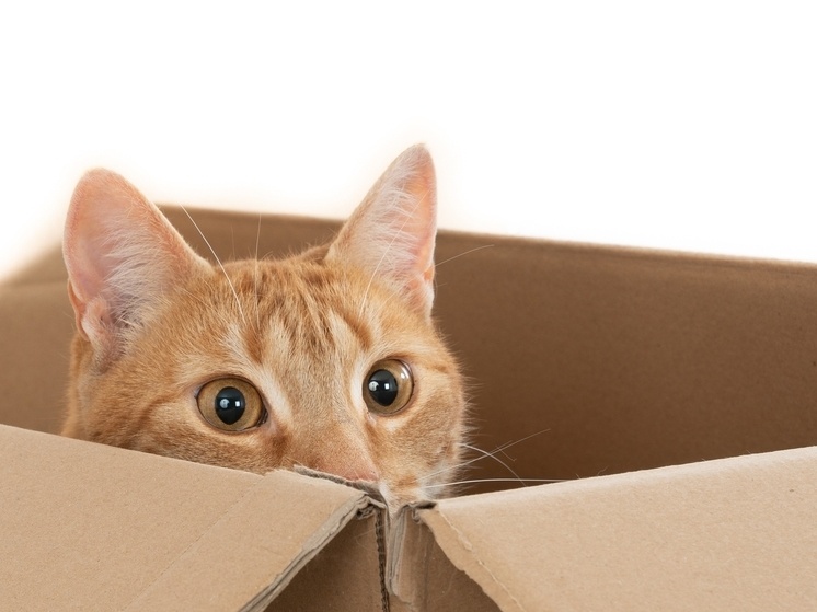     фото: ru.freepik.com