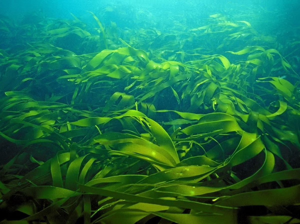 Фото: Ламинария японская (морская капуста)