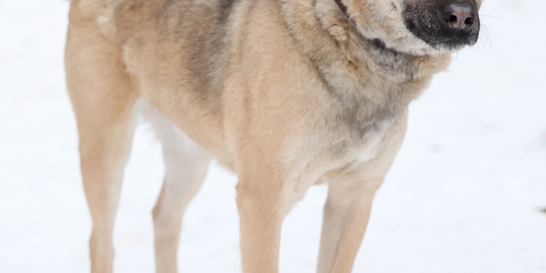 «Я скоро буду старым?» Дайте шанс этому доброму другу