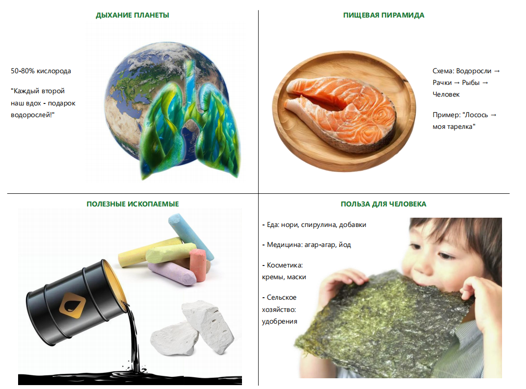 Водоросли – невидимые кормильцы планеты