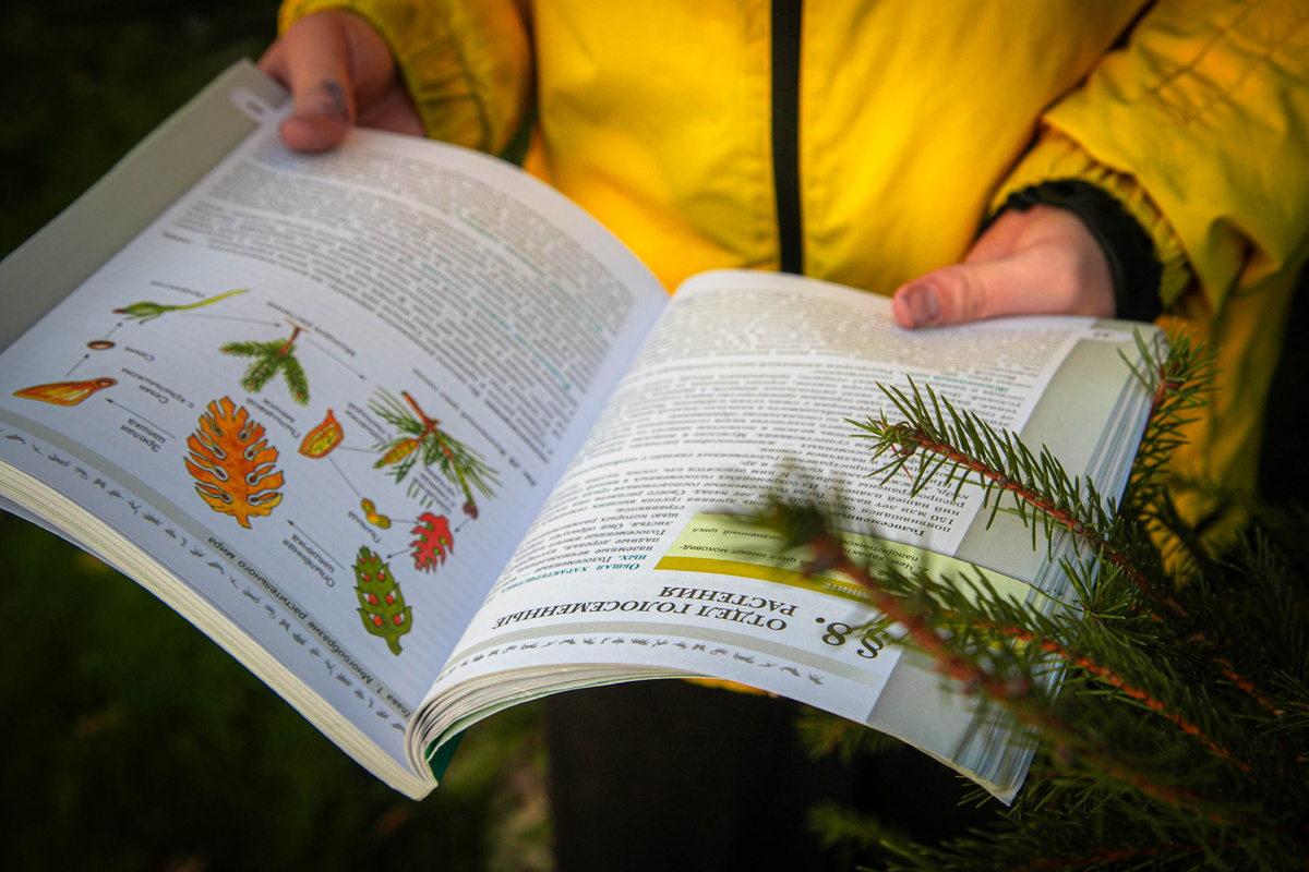 От иголки до корня: универсальная сосна как пример рационального использования природы