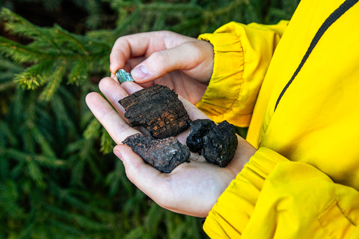 Каменный уголь: как школьный проект раскрыл тайну карбонового периода