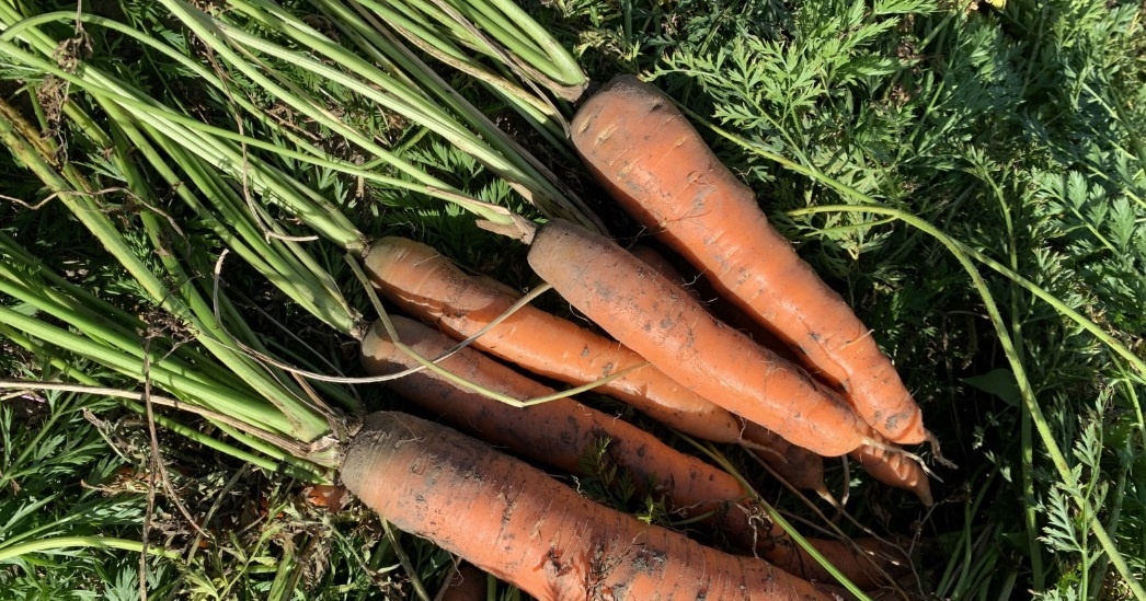 Детская сладость. Вкусная Морковь, от которой невозможно оторваться: Самые сладкие сорта! Фото автора