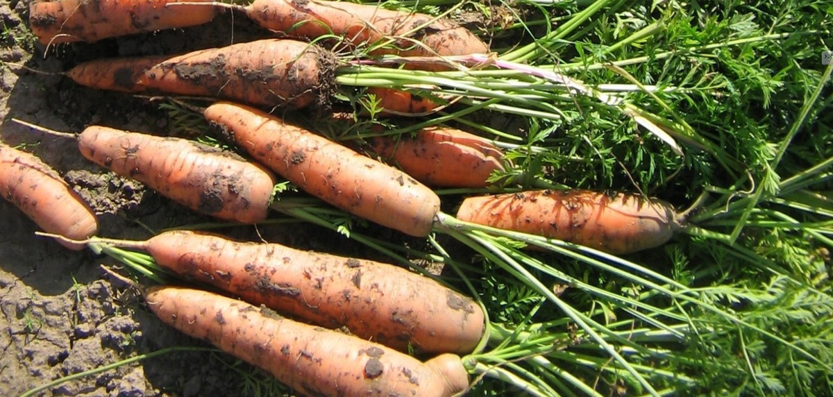 Вкусная Морковь, от которой невозможно оторваться: Самые сладкие сорта! Фото автора